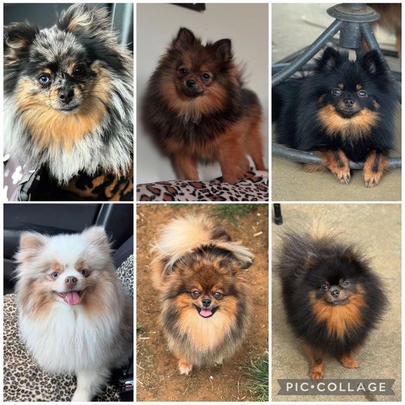 the_pom_mom